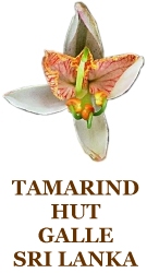Tamarind Hut